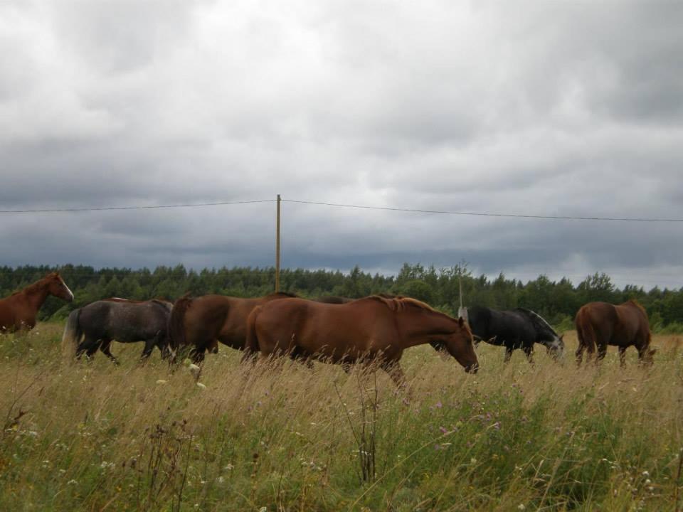 Sassi Talu Horsefarm Hotel Parnumaa Exterior foto