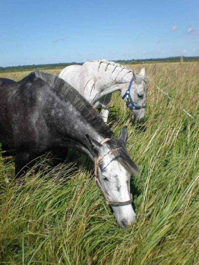 Sassi Talu Horsefarm Hotel Parnumaa Exterior foto